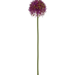 Allium ALLIUM