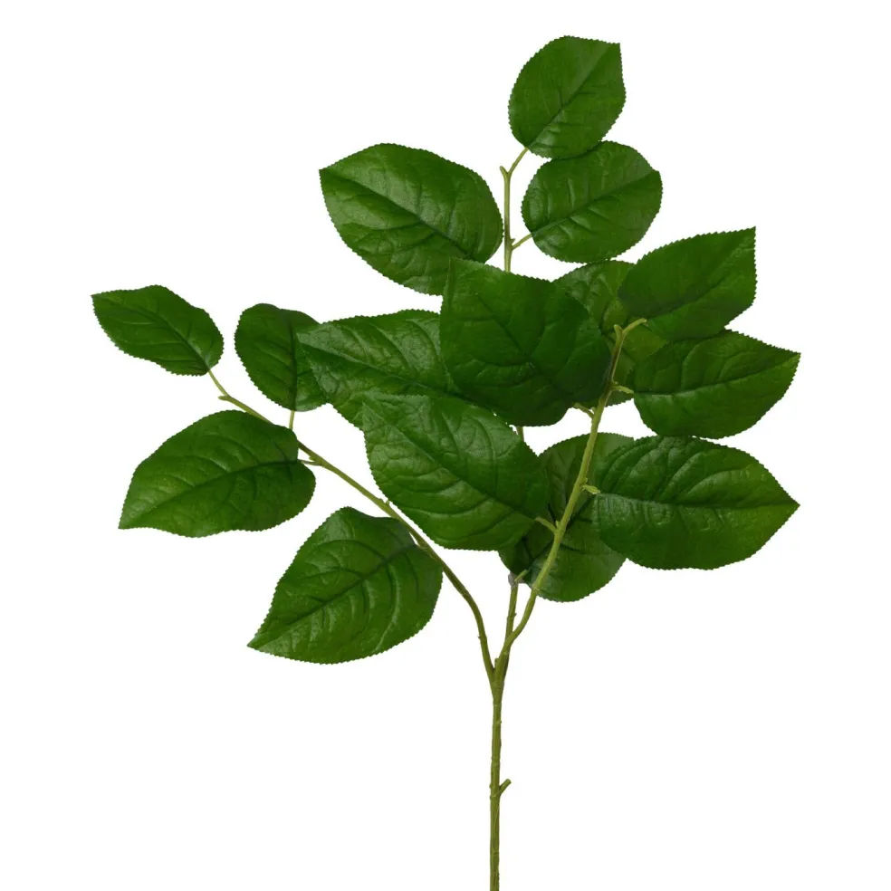 Branche de salal FLOWERS