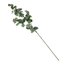 Branche d'eucalyptus FLOWERS