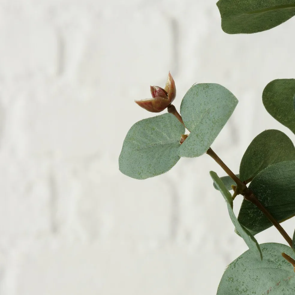 Branche d'eucalyptus FLOWERS