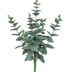 Eukalyptusbusch EUKALYPTUS