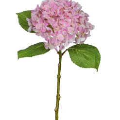 Hortensia FLOWERS