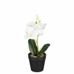 Orchidée blanche en pot 25cm ORCHIDEE