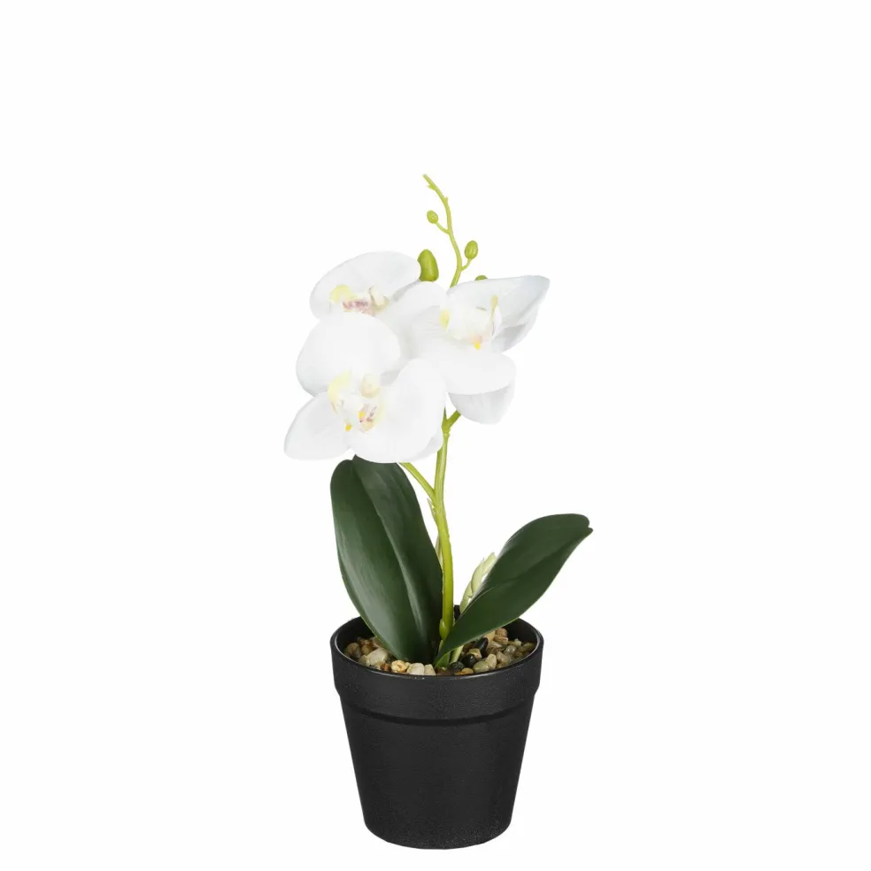 Orchidée blanche en pot 25cm ORCHIDEE