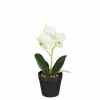Edelman Fleurs Artificielles<Orchidée blanche et verte en pot 25cm ORCHIDEE