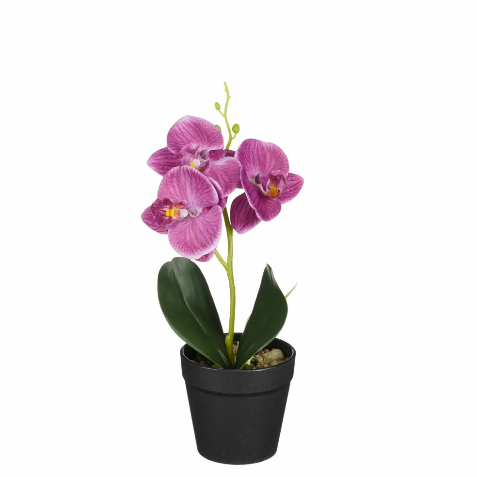 Orchidée mauve en pot 25cm ORCHIDEE