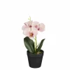 Orchidée ton pêche en pot 25cm ORCHIDEE