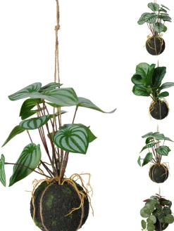 Koopman Fleurs Artificielles<Plante à suspendre 30cm BOTANIC