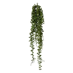 Plante décorative SENECIO